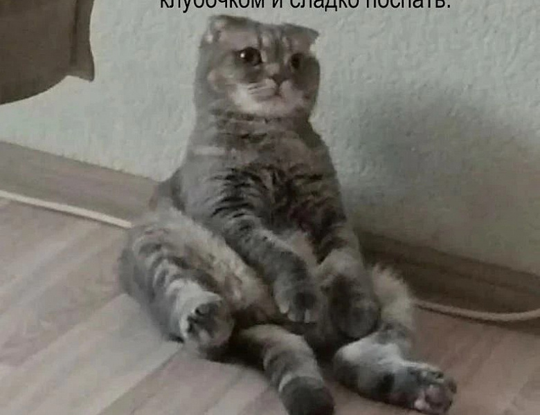 Участие в доброй и трогательной акции «Мой любимый питомец»