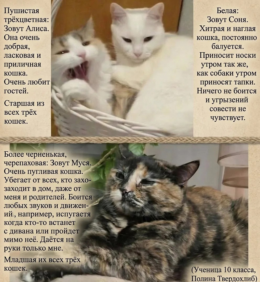 Участие в доброй и трогательной акции «Мой любимый питомец»