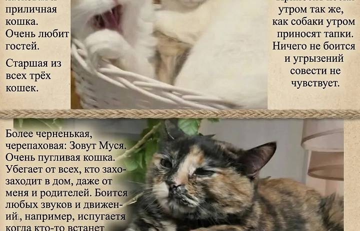 Участие в доброй и трогательной акции «Мой любимый питомец»